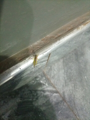 Cicadellidae