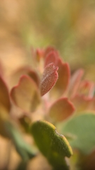 Arctostaphylos nissenana