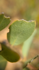 Arctostaphylos nissenana