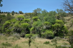 Euphorbia confinalis