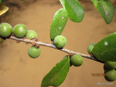 Bridelia cathartica melanthesoides