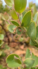 Arctostaphylos nissenana