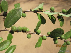Bridelia cathartica melanthesoides