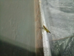 Cicadellidae