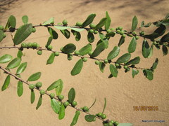 Bridelia cathartica melanthesoides