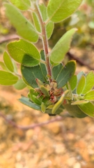 Arctostaphylos nissenana