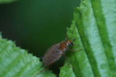 Ectobius vittiventris
