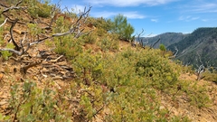 Arctostaphylos nissenana