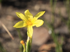 Moraea pyrophila