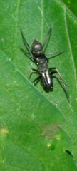 Myrmarachne japonica