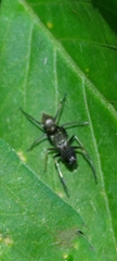 Myrmarachne japonica