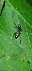 Myrmarachne japonica