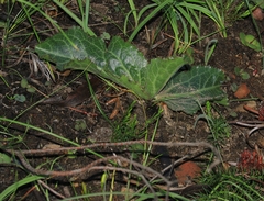 Lichtensteinia