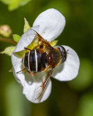 Eristalis cryptarum