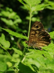 Pararge aegeria tircis