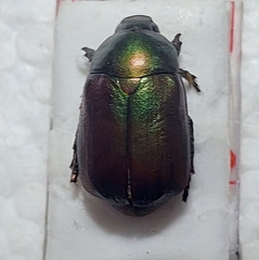 Anomala obsoleta
