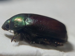 Anomala obsoleta