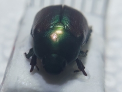 Anomala obsoleta