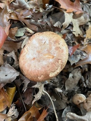 Paxillus