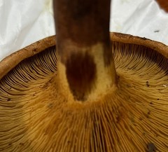 Paxillus