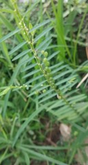 Phyllanthus virgatus