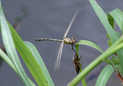 Burmagomphus vermicularis