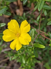 Hibbertia hypericoides hypericoides
