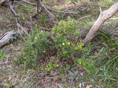 Hibbertia hypericoides hypericoides