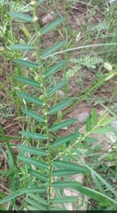 Phyllanthus virgatus