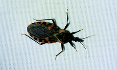 Triatoma sanguisuga