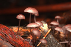 Mycena clarkeana