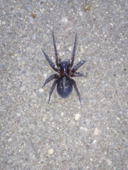 Araneae