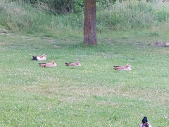 Alopochen aegyptiaca