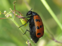 Hycleus scutellatus