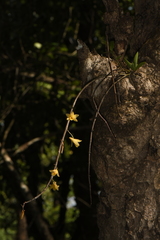 Dendrobium macrostachyum