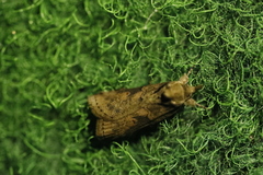 Nycteola asiatica