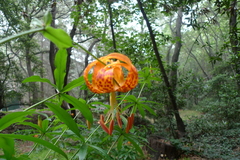 Lilium humboldtii