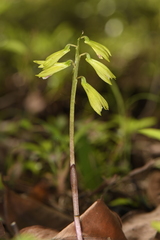 Nervilia concolor