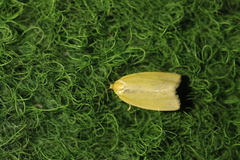 Zelotherses paleana