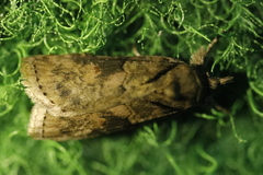 Nycteola asiatica