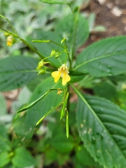 Impatiens parviflora