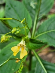 Impatiens parviflora