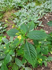 Impatiens parviflora