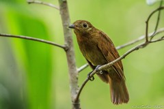 Schiffornis veraepacis