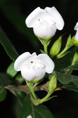 Bowkeria verticillata