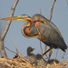 Purple Heron - Photo (c) Steve Garvie, some rights reserved (CC BY-NC-SA)