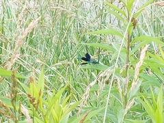 Calopteryx splendens