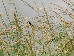 Calopteryx splendens