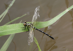 Burmagomphus vermicularis