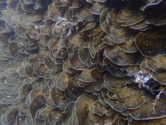 Lobophora variegata